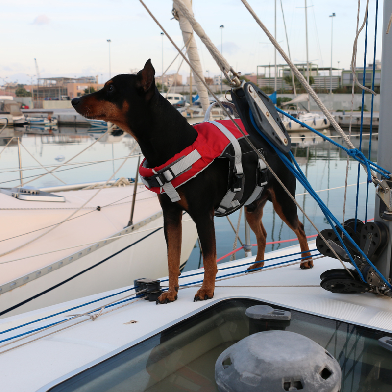 Ayuda a la flotabilidad para mascotas Comfy de LALIZAS image